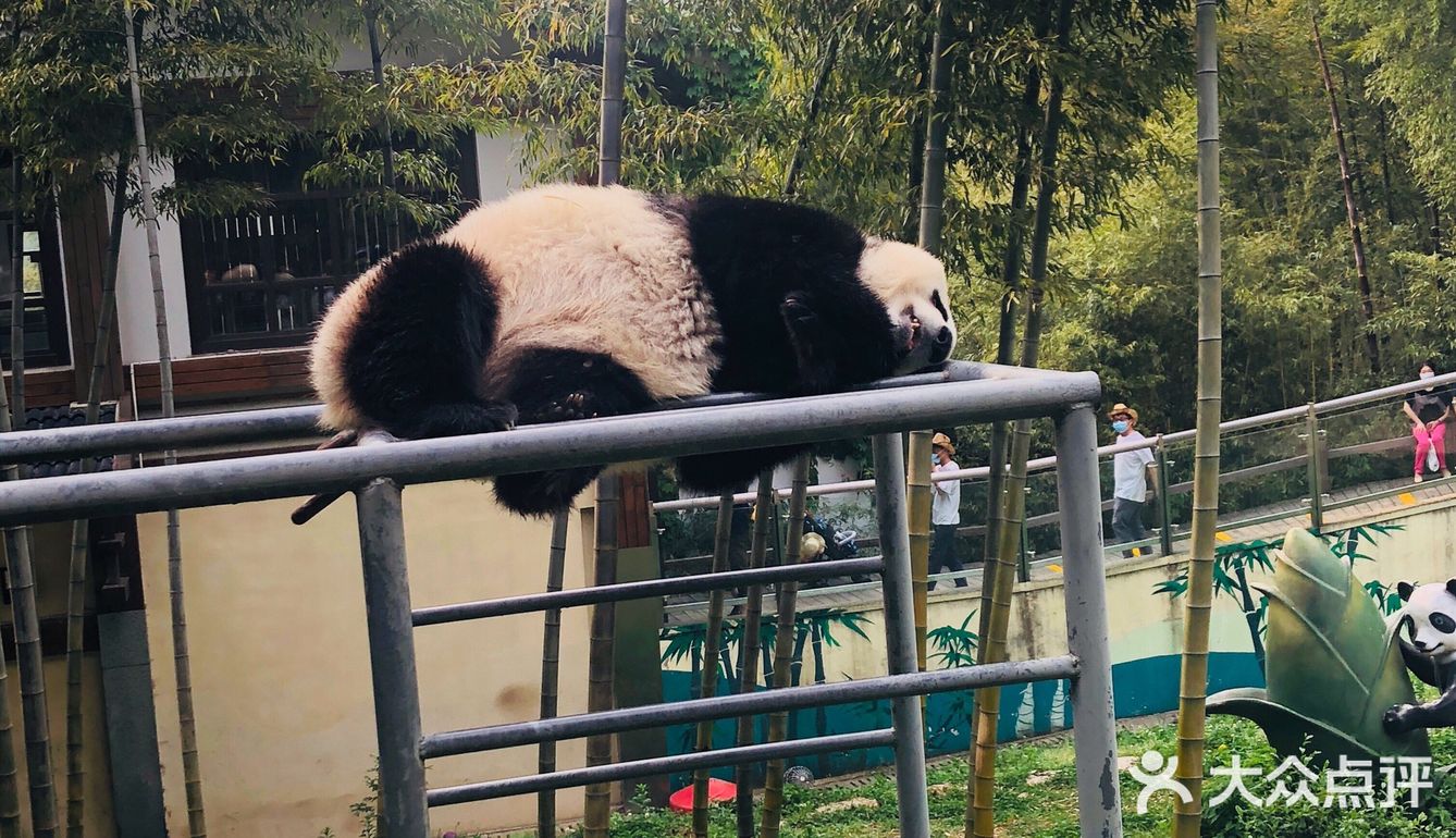 天目湖南山竹海看熊猫[加油]