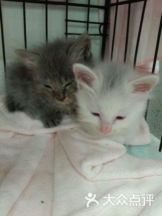 瑞鹏宠物医院(广州新港分院)-图片-广州宠物