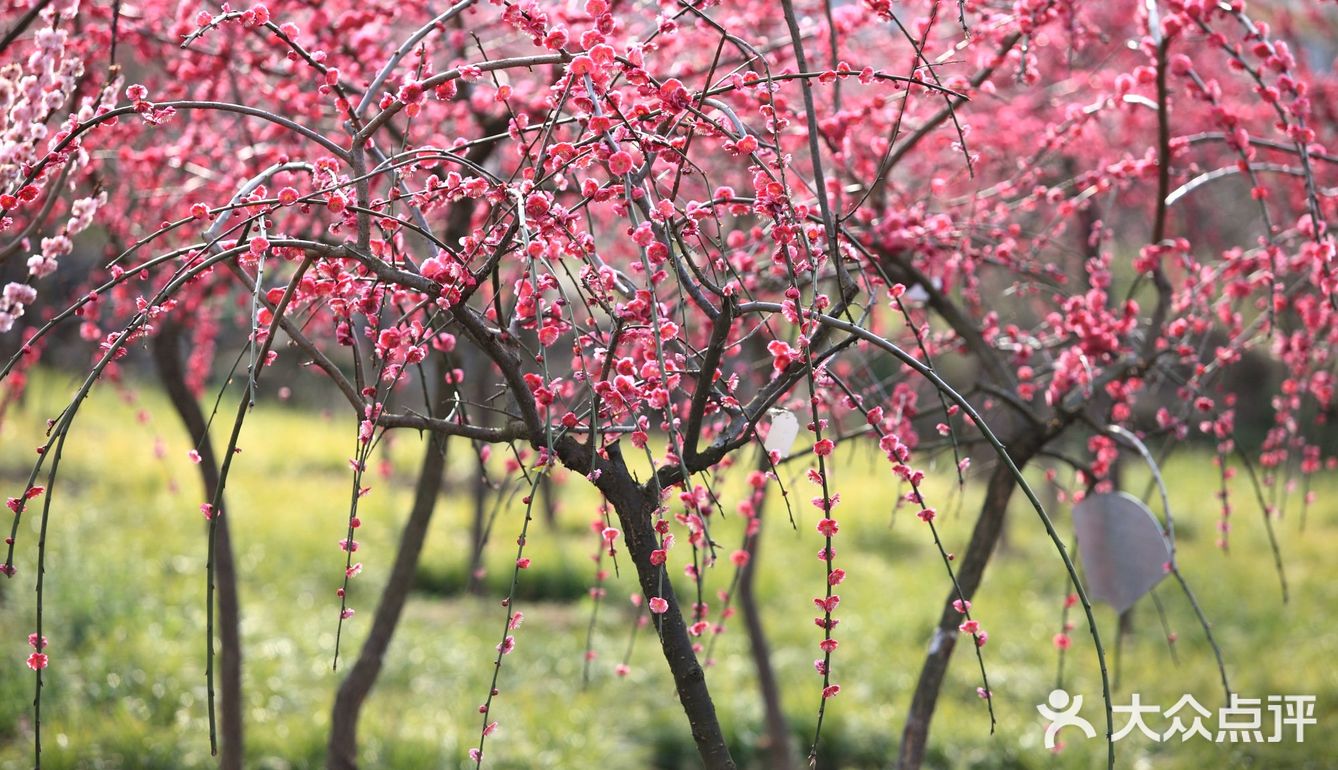 宁陕子午梅苑花儿绽放枝头品种丰富可免费观赏