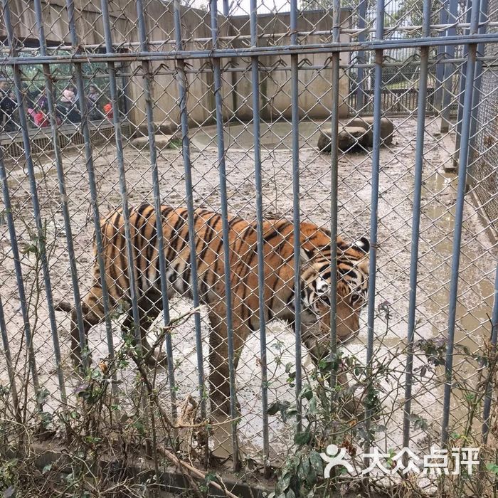 上方山森林动物世界图片-北京动物园-大众点评网