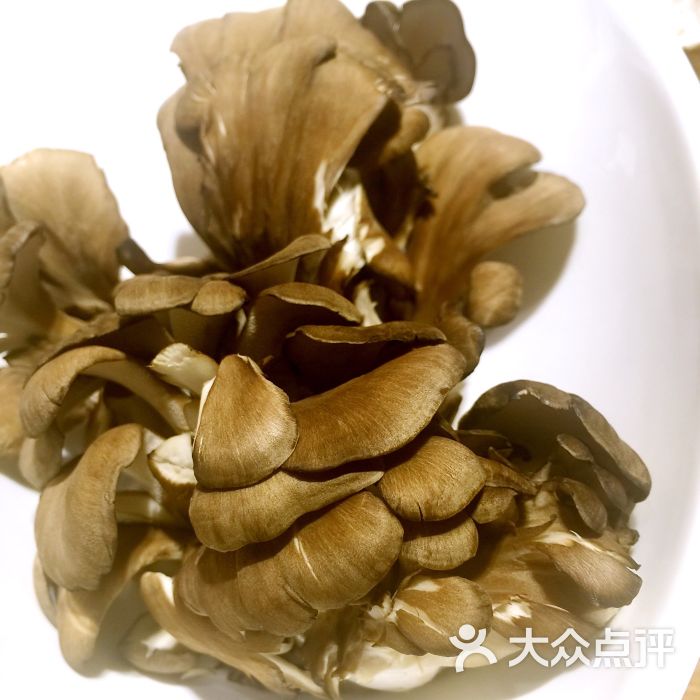 舞菇