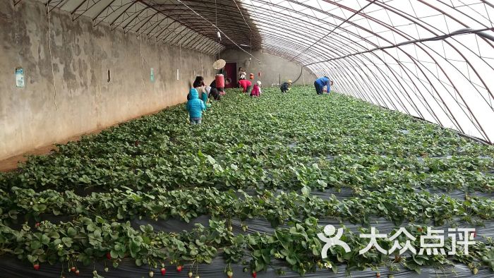 刘能特种草莓采摘园-图片-北京休闲娱乐-大众点评网