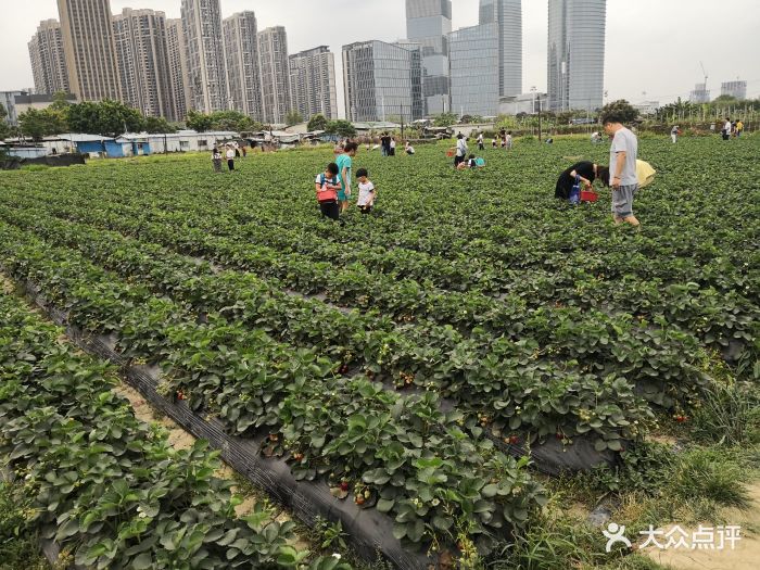 万胜围草莓园在万胜围地铁站C出口直走大概