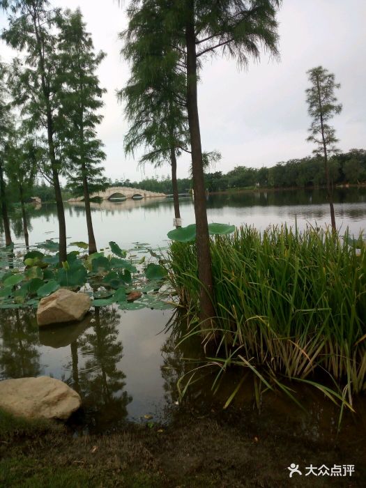 飞来湖湿地公园图片