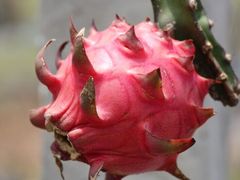 仙贝火龙果种植专业合作社-图片-广州休闲娱乐