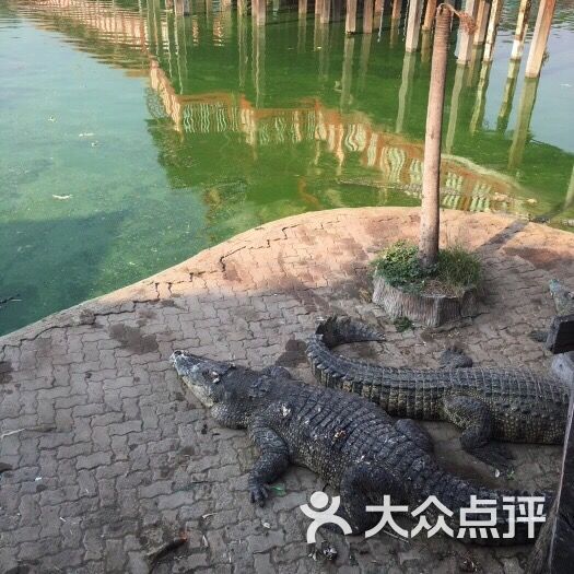 素坤逸路 公园 北榄鳄鱼湖动物园 所有点评