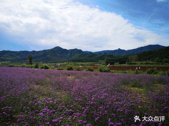 四季花海图片 - 第9张