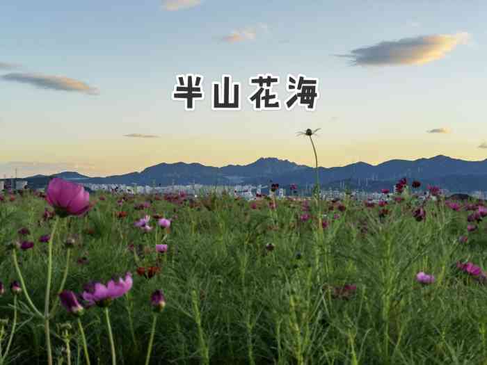 半山花海-"半山花海位于石景山五里坨天泰山半山腰,几.