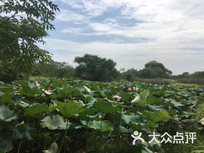 严西湖湿地生态园图片 - 第1张