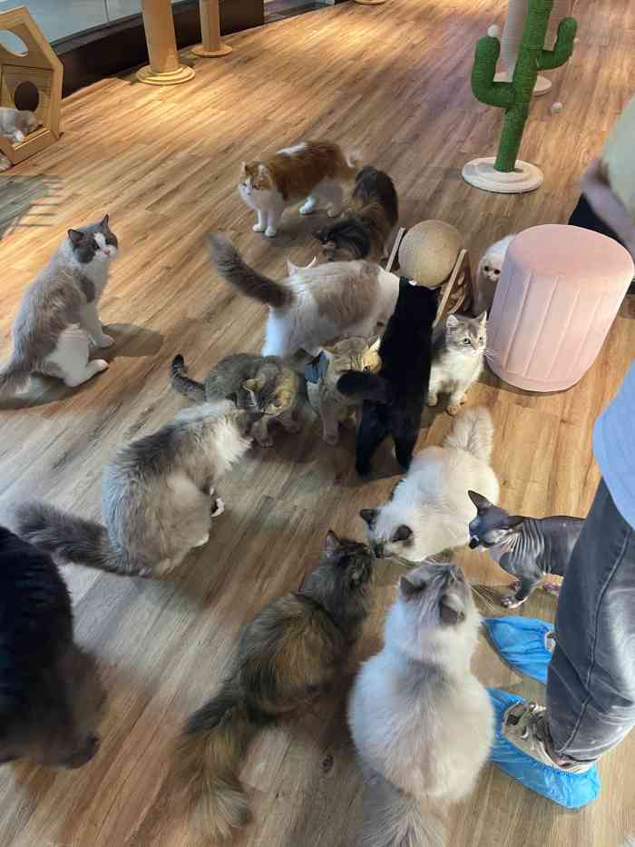 这是我在广州见过最大的猫咖猫咪的品种也超多半小时是50多块钱进去