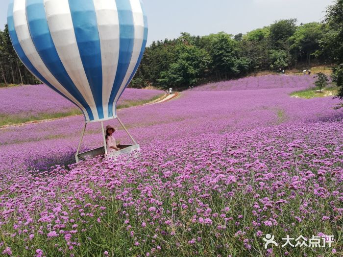 大塘金香草谷图片