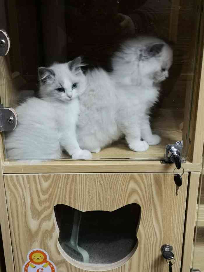 猫福瑞平价健康猫舍布偶金渐层