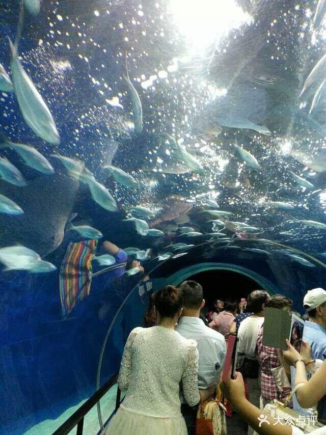 上海海洋水族馆图片 - 第393张