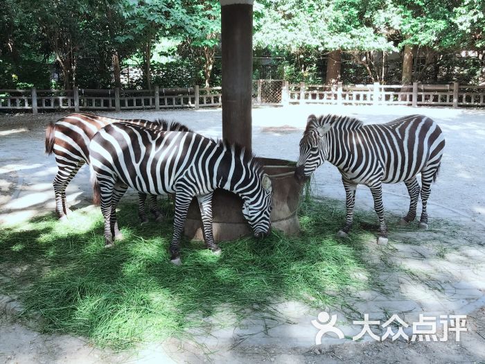 上海动物园图片 - 第1张