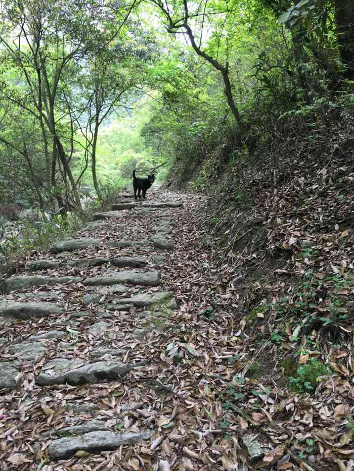横溪观音岭古道"寻漫山杜鹃之旅 观音岭健身古道主要.