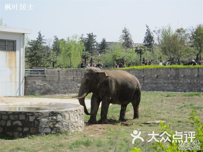 西安秦岭野生动物园大象图片 第2647张