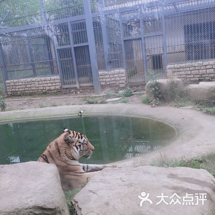 上方山森林动物世界图片-北京动物园-大众点评网