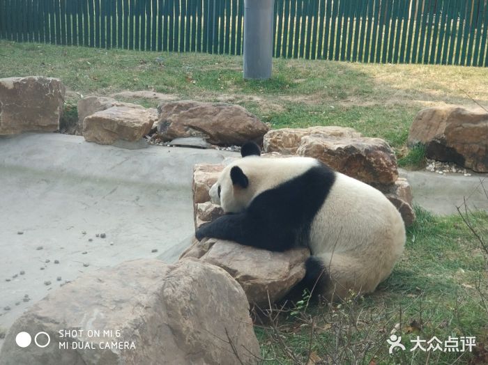 沈阳森林动物园大熊猫图片 - 第45张