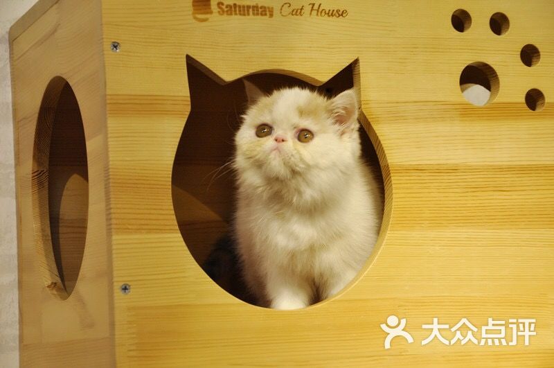 红房子名猫舍图片 - 第30张