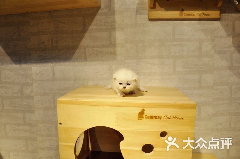 红房子名猫舍图片 第36张