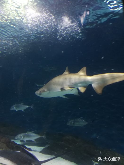 上海海洋水族馆鲨鱼图片 - 第56张