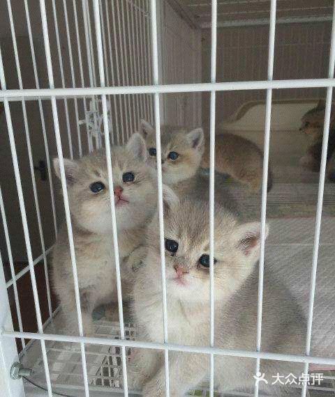蓝金渐层猫咪