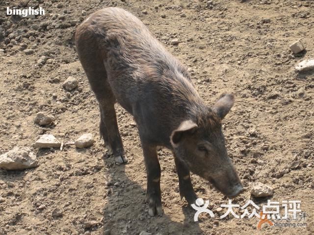 上海动物园野猪图片-北京动物园-大众点评网