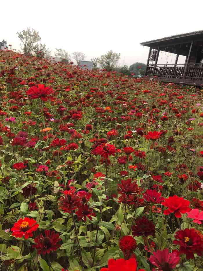 石淙花海-"建议自驾.导航准确 停车免费 有小火."-大众点评移动版