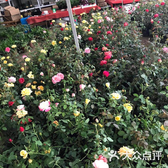 南昌花卉大市场图片-北京花店-大众点评网