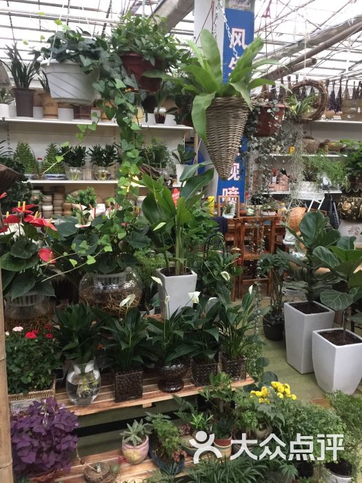 大明宫花卉市场图片 - 第4张