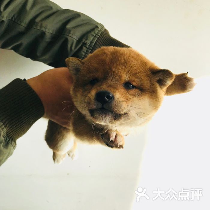 柴犬屋犬舍