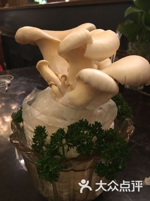 活体小白灵菇