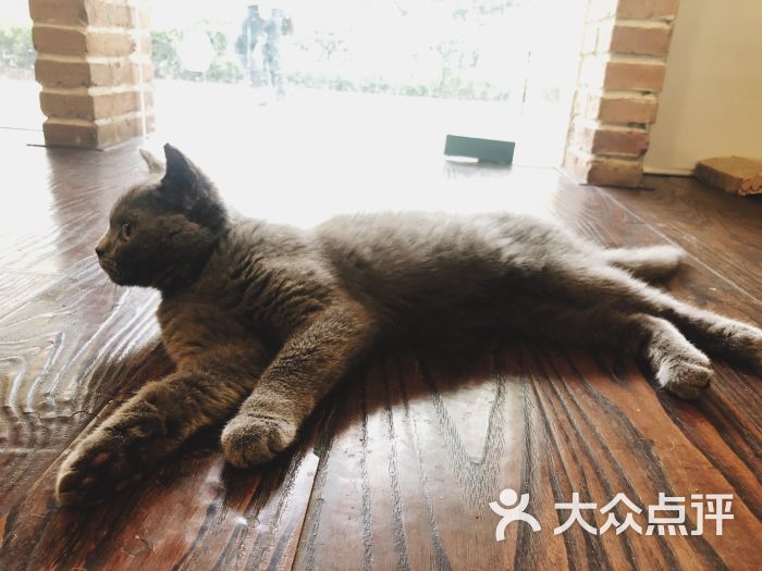 喵仙女猫咖啡-图片-杭州美食-大众点评网