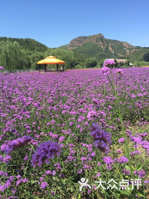 人间花海图片 - 第5张