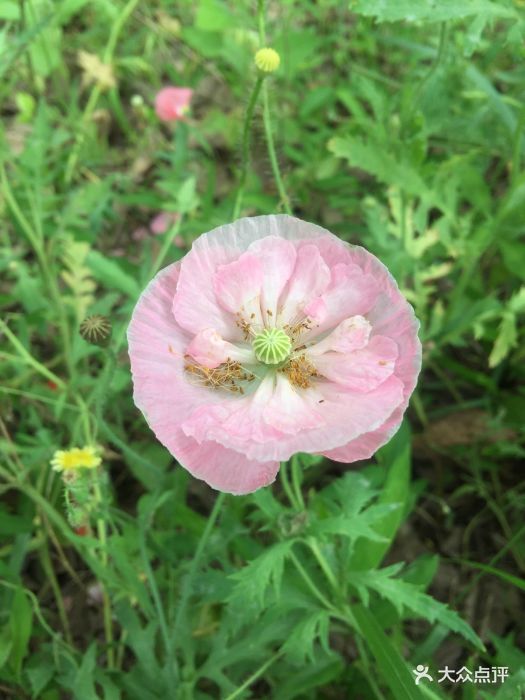 参加了迪士尼生态园公益跑的活动,地铁到迪.