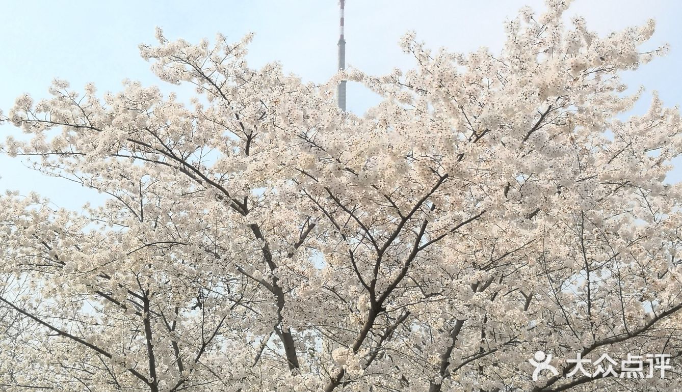 拥有北京市内最美的樱花园