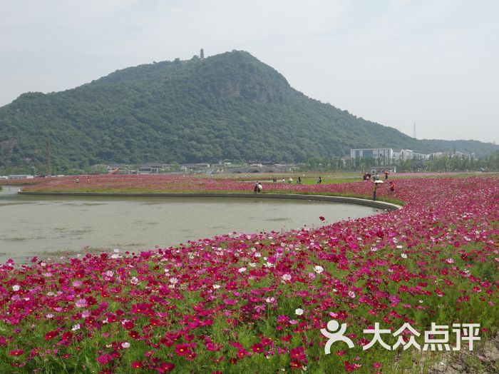 湘湖花海图片 - 第3张