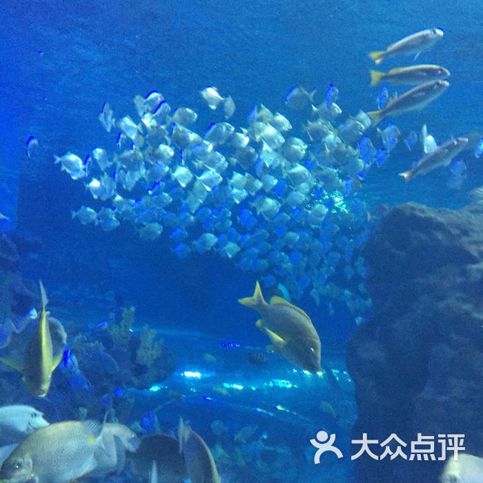 武汉海昌极地海洋公园图片-北京海洋馆-大众点评网