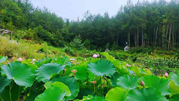 天鹅湖风景区"地址:重庆奉节天鹅湖天鹅湖据说是因为那.