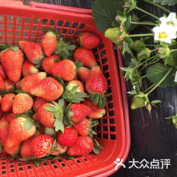 翰景路草莓园-图片-广州景点-大众点评网