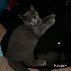 养猫的老总_养猫男生头像