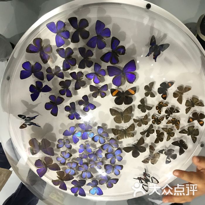 自然年轮昆虫馆图片-北京博物馆-大众点评网