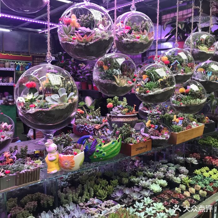 花鸟鱼虫市场-图片-北京购物-大众点评网