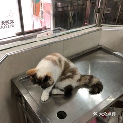 电话,地址,价格,营业时间 武汉宠物