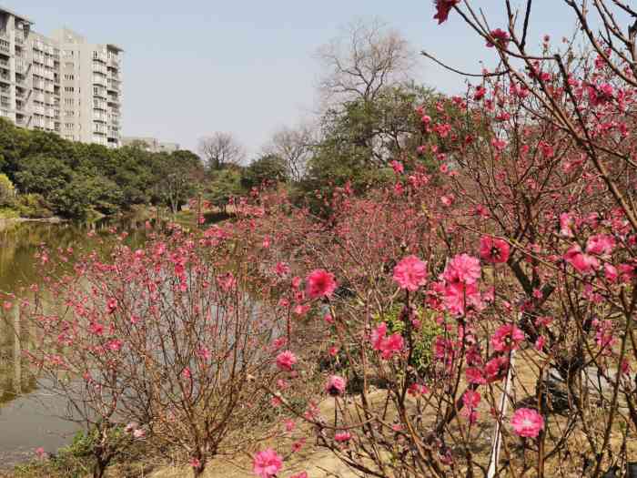 石马桃花公园-"石马桃花公园,是广州最大的桃花生产,.