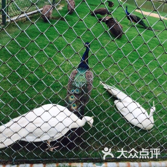 大丰港动物园图片 - 第18张