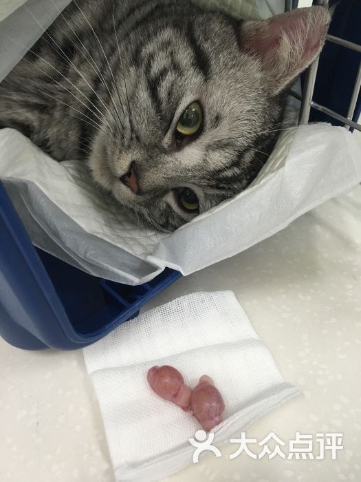 纳吉亚动物诊所-图片-北京宠物-大众点评网