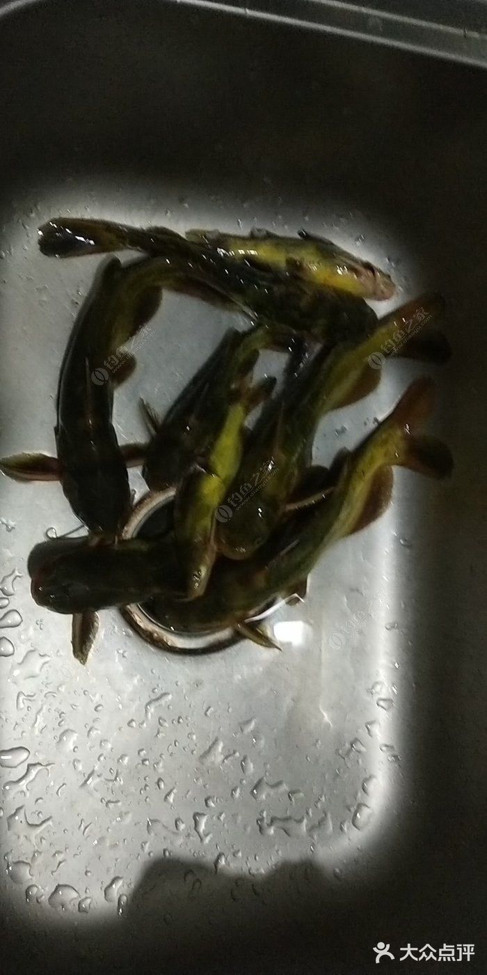 戈鱼富含蛋白质,具有维持钾钠平衡,消除水肿