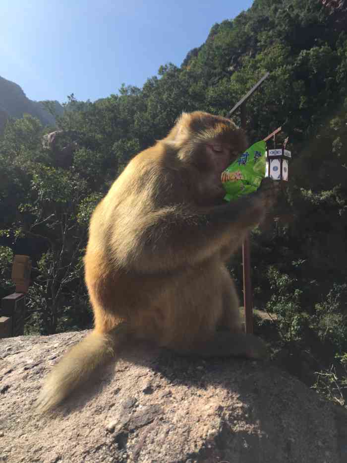 历山猕猴源景区-"还行吧,猴挺多的,山里很凉快,溪水很