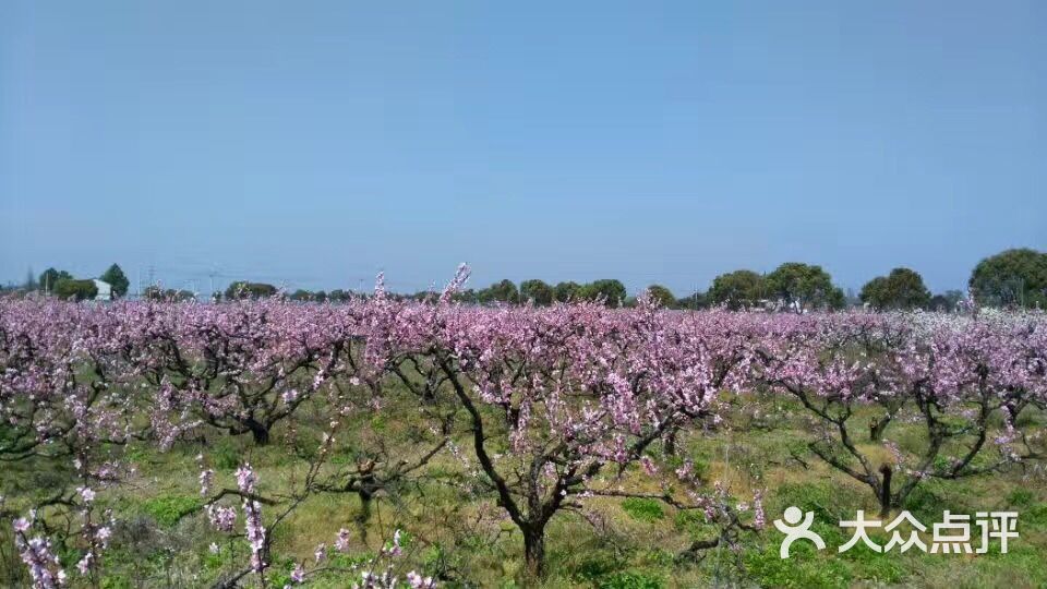 浙北桃花岛图片 第15张